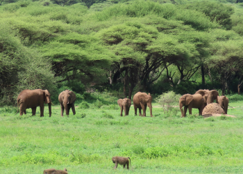 mjambo tours and travel mombasa kenya 05