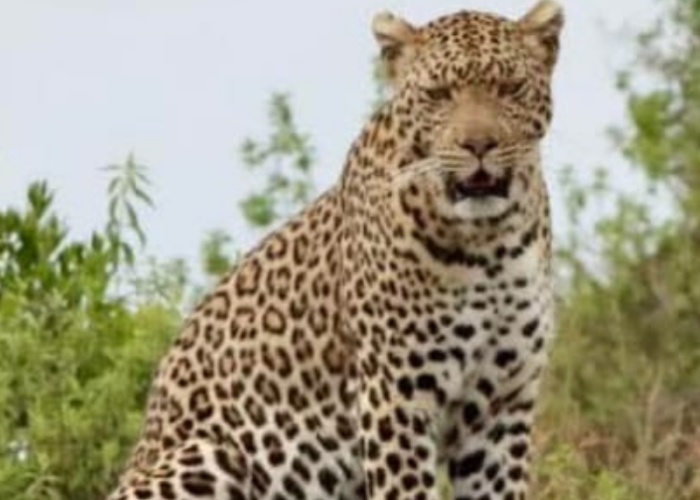 mjambo014