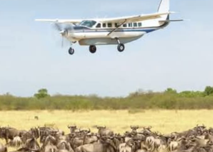 mjambo08
